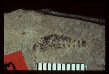 Media type: image;   Entomology PALE-1533 Aspect: full